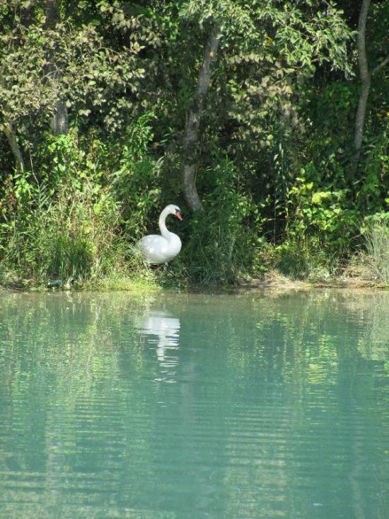 il suffira d'un cygne